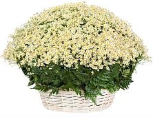 Цветочная композиция из Ромашки в корзине #REPLACE_PRED# Фатеево